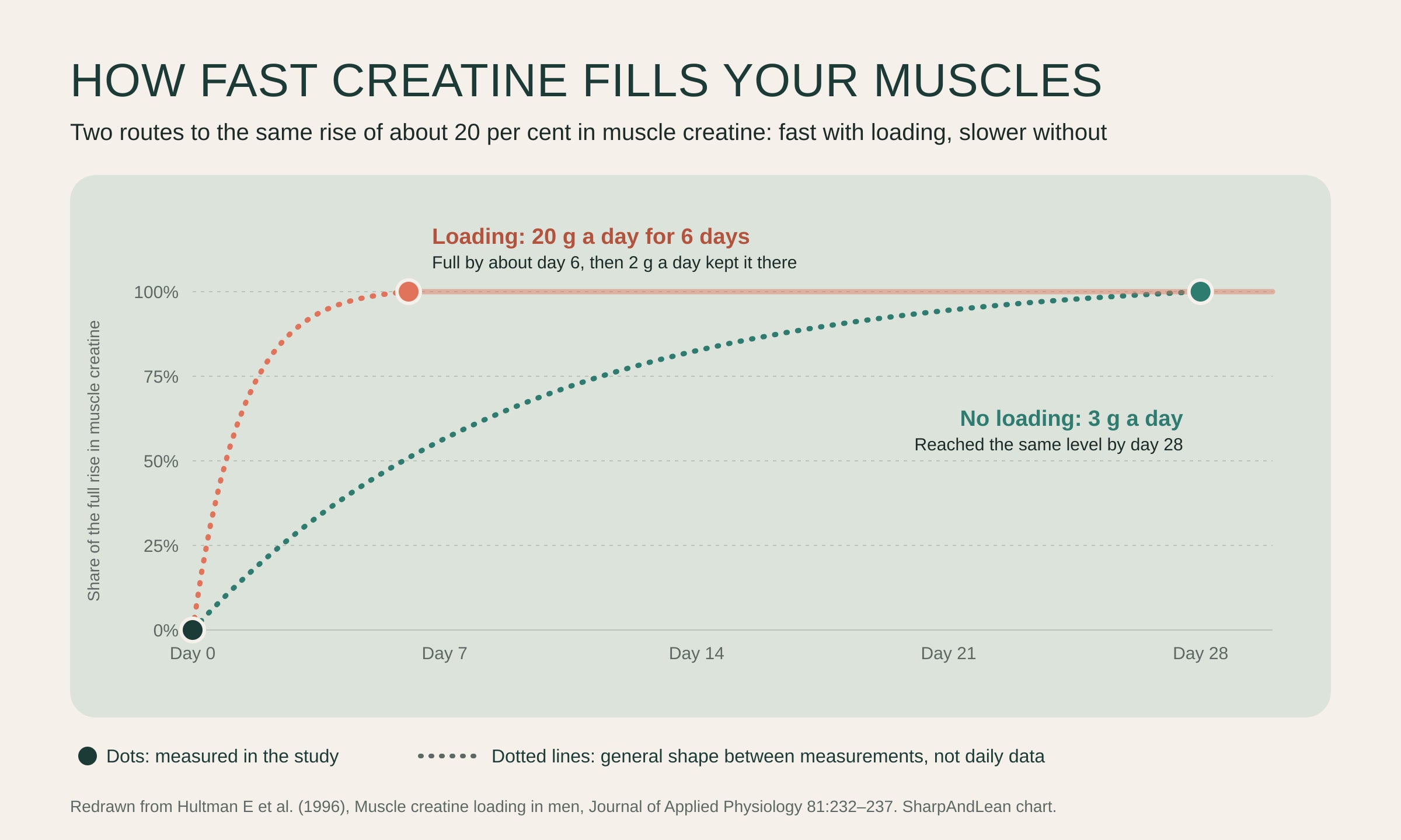 Line chart of the rise in muscle creatine over 28 days. With loading at 20 g a day, muscle creatine reached its full rise by about day 6 and was held there with 2 g a day. With 3 g a day and no loading, it reached the same level by day 28. Dots mark the points measured in the study; the lines between them show the general shape.